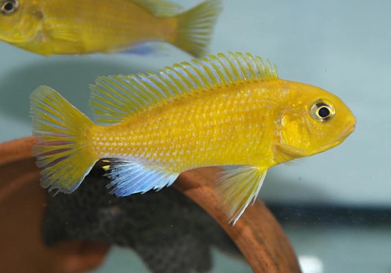 Maylandia barlowi 'Mazinzi Reef'